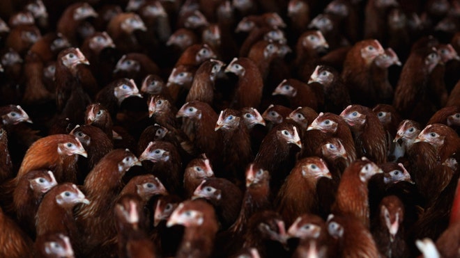 CHICKENS BIRD FLU.jpg